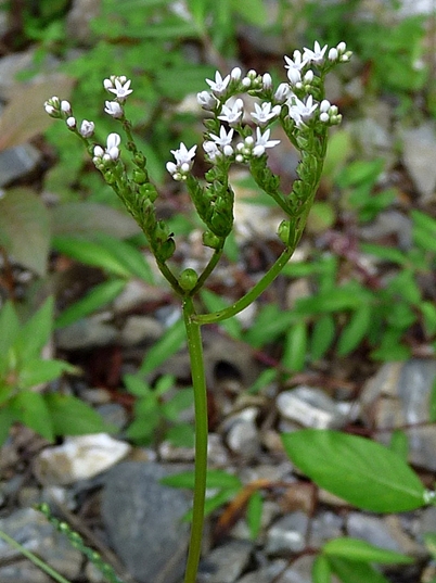 {Mitreola petiolata}